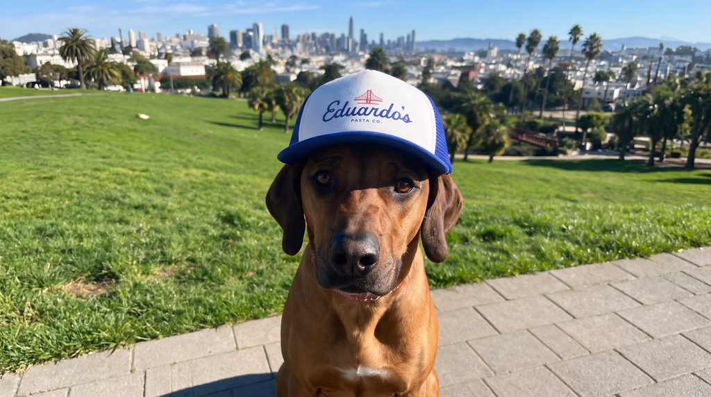 Betty the Rhodesian Ridgeback wearing the Eduardo's Pasta Co. dog trucker hat in Dolores Park, San Francisco skyline in background