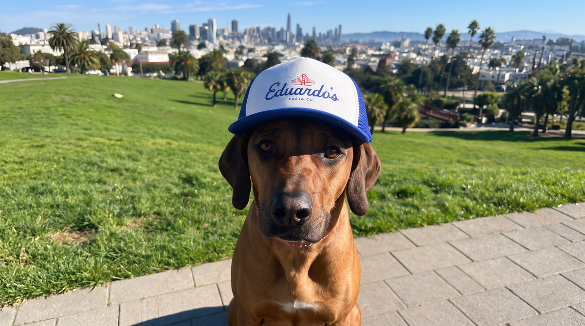 Betty the Rhodesian Ridgeback wearing the Eduardo's Pasta Co. dog trucker hat in Dolores Park, San Francisco skyline in background